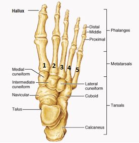 Picture showing the bones of the foot